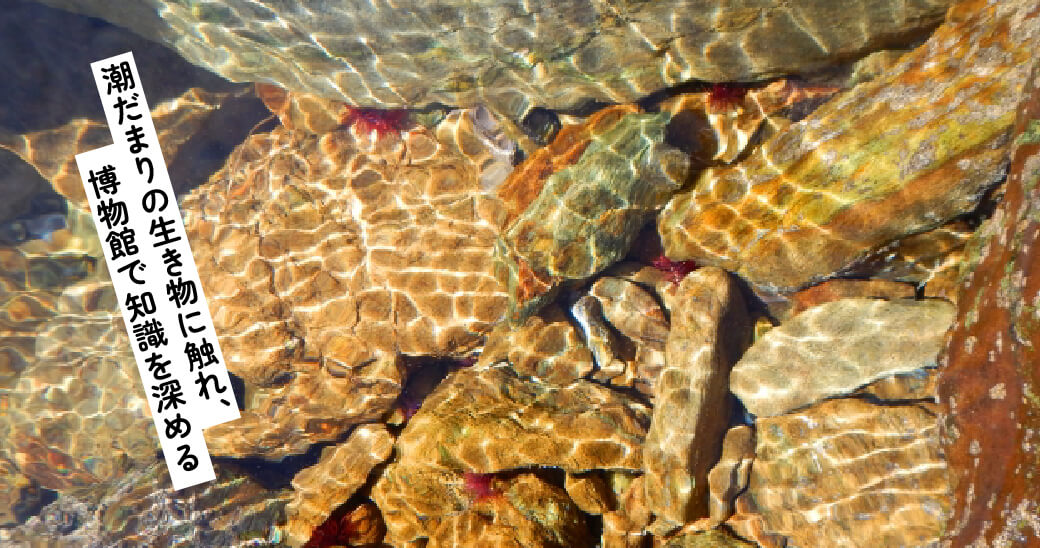 潮だまりで発見！海の生き物を知るコース