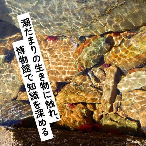 潮だまりで発見！海の生き物を知るコース